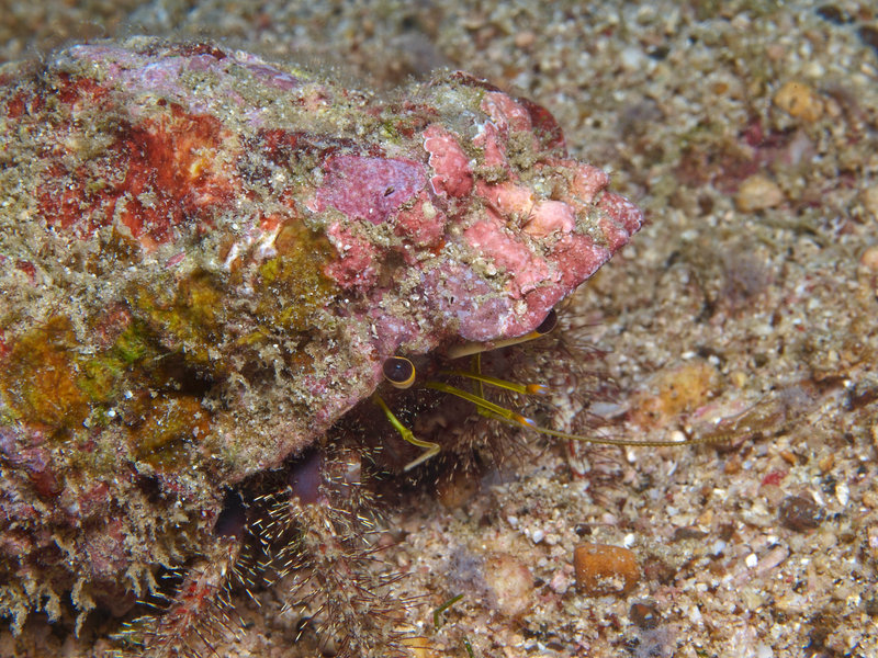 Hermit crab, Wreck Point